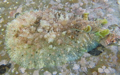 Dolabrifera brazieri