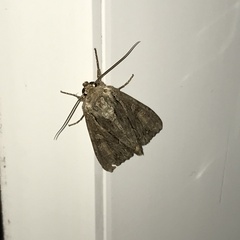 Apamea monoglypha