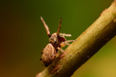 Zygoballus rufipes