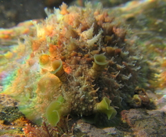 Dolabrifera brazieri