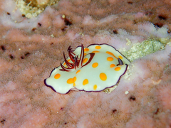 Goniobranchus annulatus