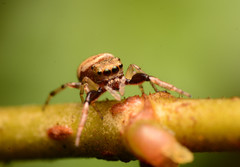 Zygoballus rufipes