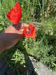 Papaver rhoeas
