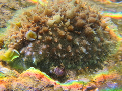 Dolabrifera brazieri