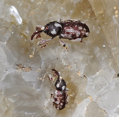 Pachytychius maculosus