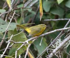 Myiothlypis bivittata