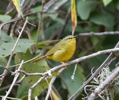 Myiothlypis bivittata