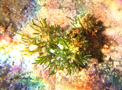 Cladophora herpestica