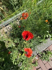 Papaver rhoeas