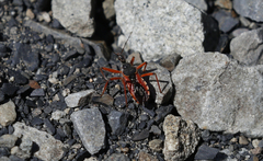 Rhynocoris ventralis