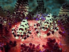 Periclimenes colemani