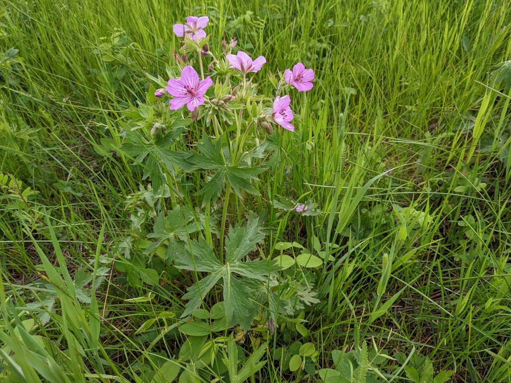 sticky geranium from Rocky View, AB, Canada on July 3, 2022 at 02:12 PM ...