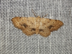 Idaea belemiata