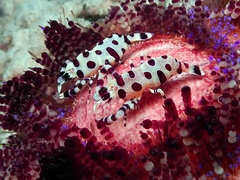 Periclimenes colemani