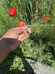 Papaver rhoeas