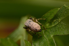 Zygoballus rufipes