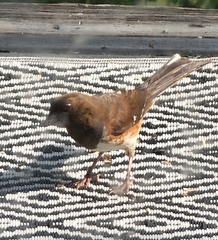 Pipilo erythrophthalmus