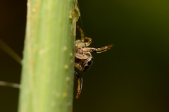 Zygoballus rufipes