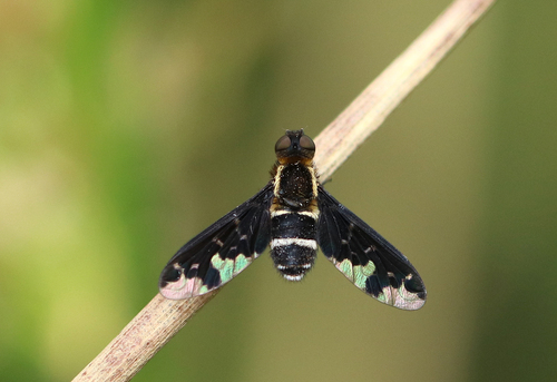Hemipenthes maura nuotrauka
