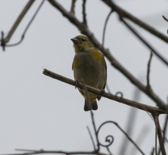 Euphonia chlorotica