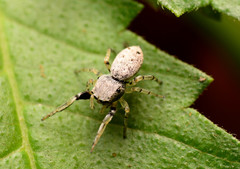 Zygoballus rufipes