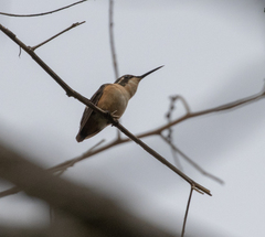 Microstilbon burmeisteri