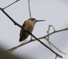Microstilbon burmeisteri