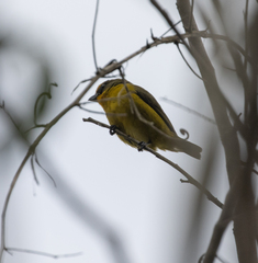 Euphonia laniirostris
