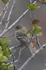 Empidonax difficilis insulicola