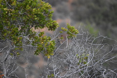 Empidonax difficilis insulicola