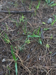 Donnellsmithia juncea