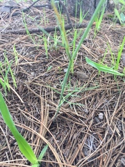 Donnellsmithia juncea