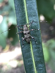 Colobothea punctata