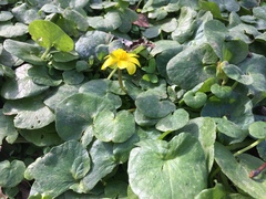 Ficaria verna