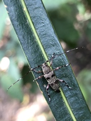 Colobothea punctata