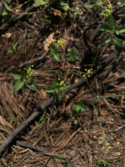 Donnellsmithia juncea