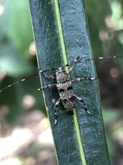 Colobothea punctata