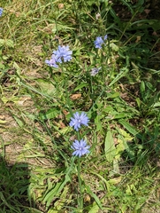 Cichorium intybus