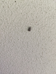 Otiorhynchus rugosostriatus