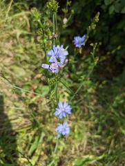 Cichorium intybus