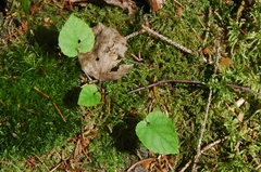 Viola selkirkii