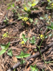 Donnellsmithia juncea