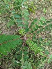 Rhus typhina