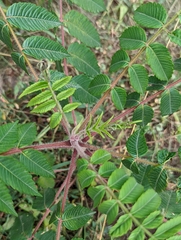 Rhus typhina