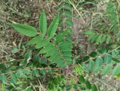 Rhus typhina