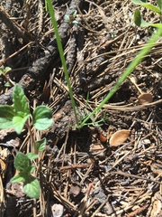 Donnellsmithia juncea