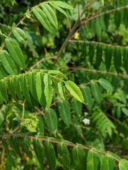 Rhus typhina