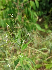 Verbena urticifolia