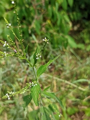 Verbena urticifolia