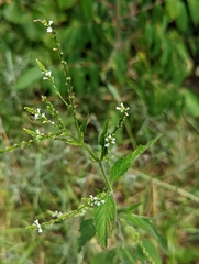 Verbena urticifolia